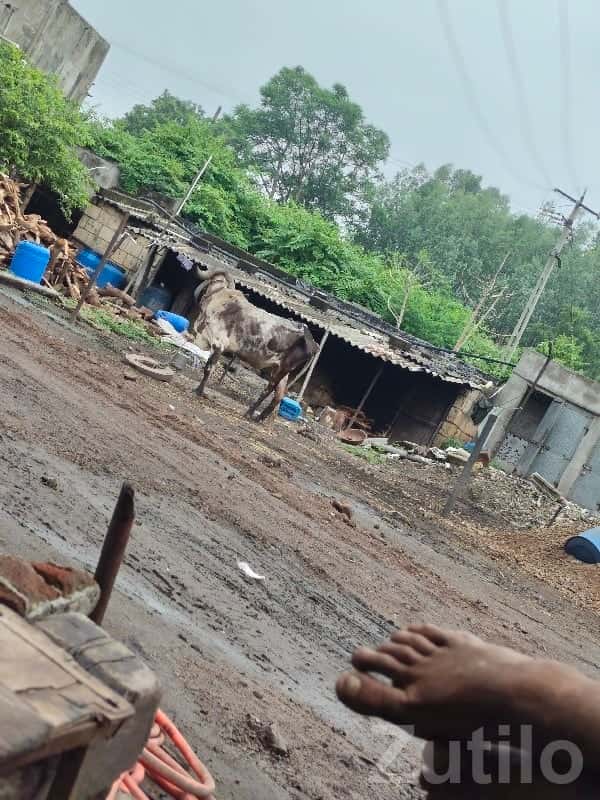 Budget Android Smartphone for Daily Use Budget Android Smartphone for Daily Use