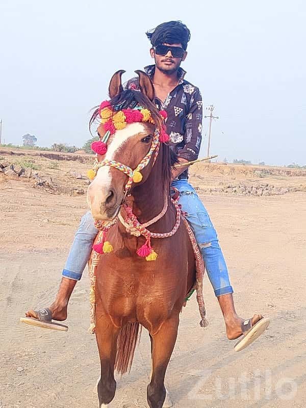 Decorated Riding Horse for Sale Decorated Riding Horse for Sale