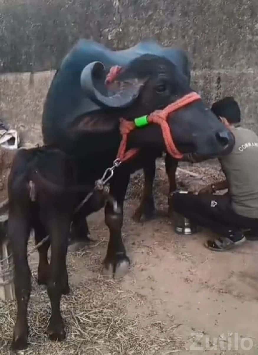 High Milk Yield Buffalo for Sale High Milk Yield Buffalo for Sale