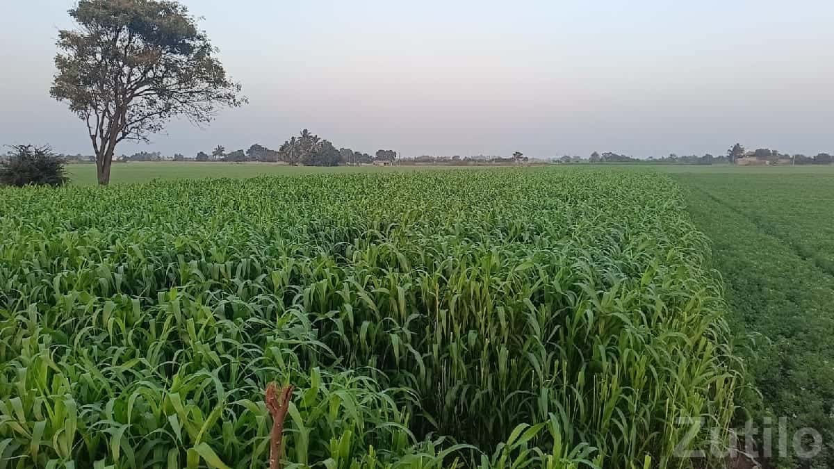 Fertile Agricultural Land for Sale Fertile Agricultural Land for Sale