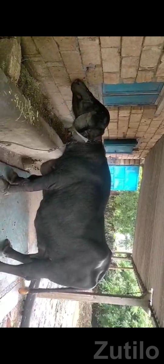 Pure Jafarabadi Buffalo for Sale Pure Jafarabadi Buffalo for Sale