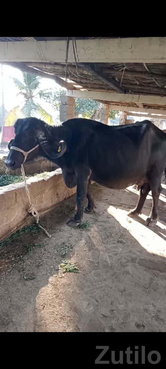 High Yield Pregnant Buffalo for Sale High Yield Pregnant Buffalo for Sale