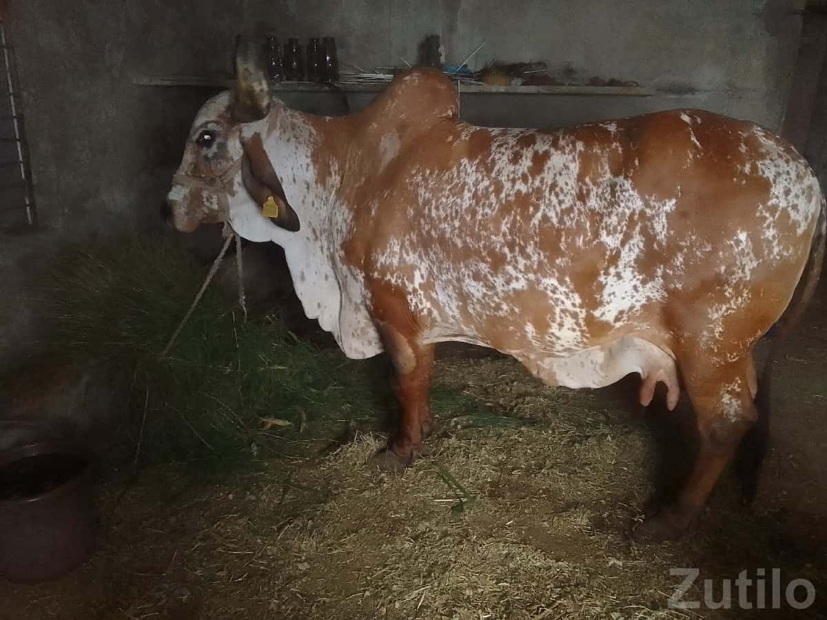 High Milk Yield Desi Cow for Sale High Milk Yield Desi Cow for Sale