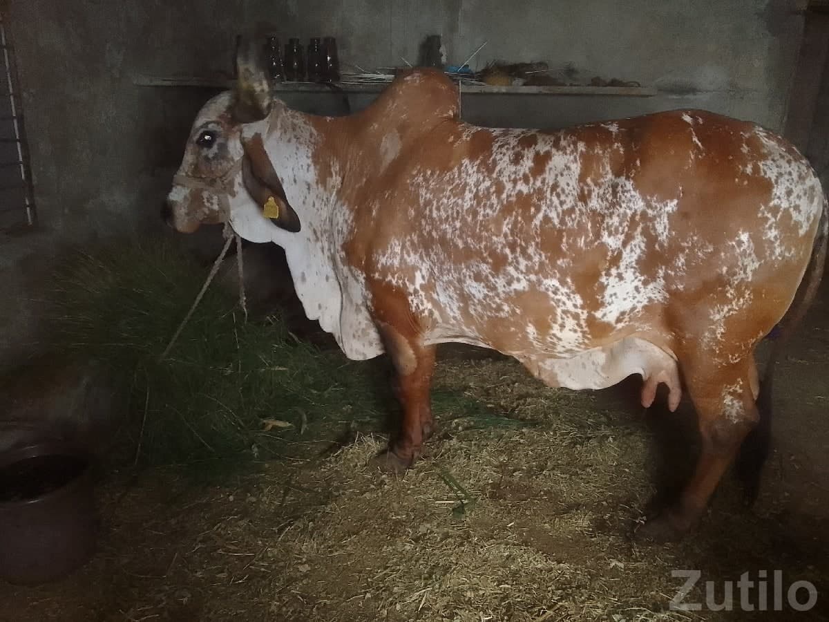 High Milk Yield Desi Cow for Sale High Milk Yield Desi Cow for Sale
