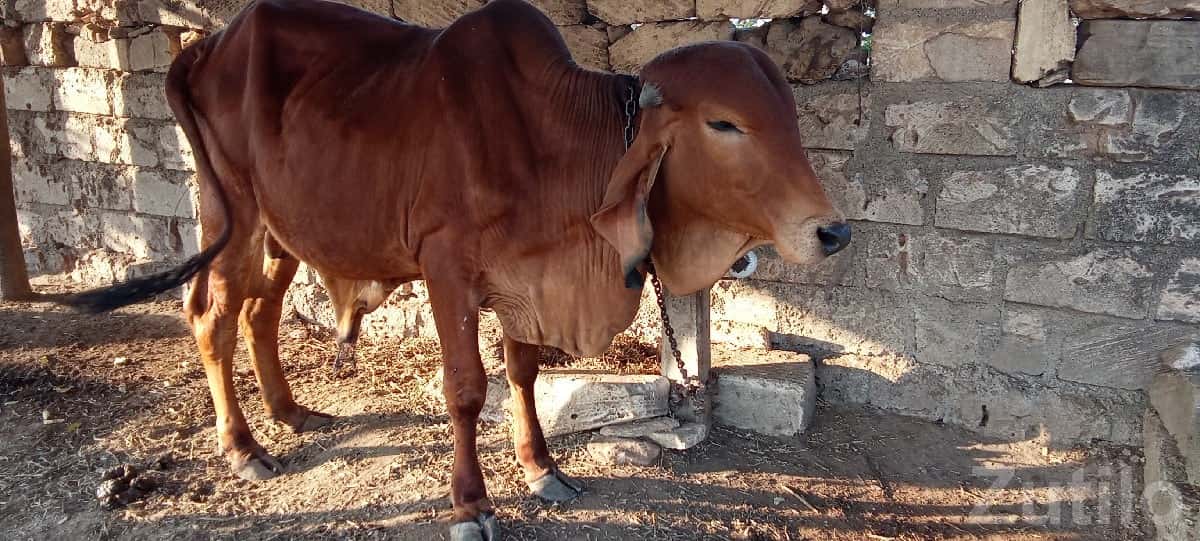 Gir Cow Healthy Bullock 2 Years Gir Cow Healthy Bullock 2 Years