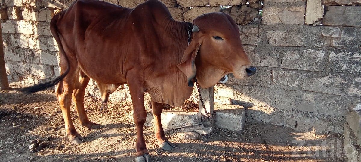 Gir Cow Healthy Bullock 2 Years Gir Cow Healthy Bullock 2 Years