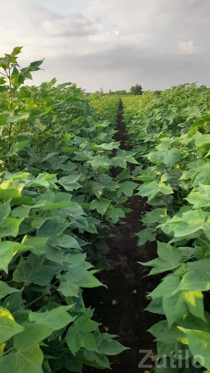 Fertile Agricultural Land Plot for Sale Fertile Agricultural Land Plot for Sale