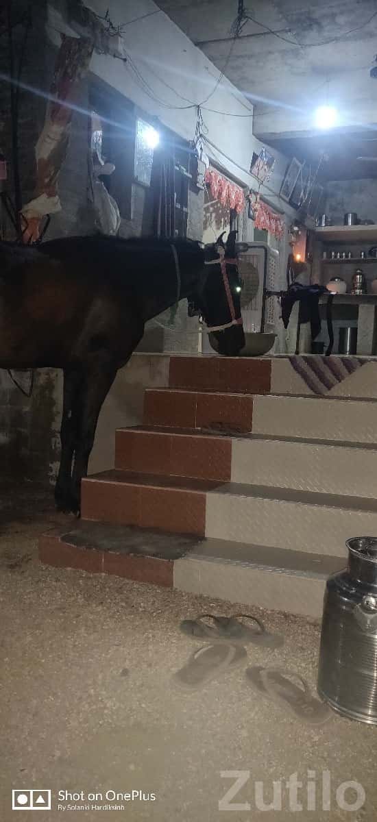 2 BHK House for Sale in Botad 2 BHK House for Sale in Botad