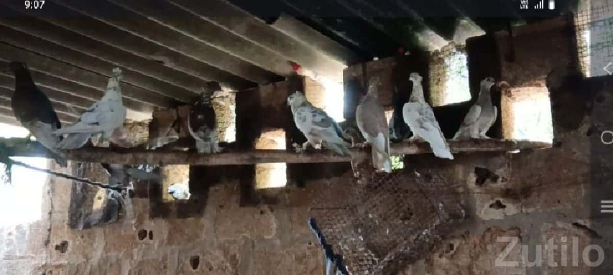 Pigeons and Hen with Cabin for Sale Pigeons and Hen with Cabin for Sale