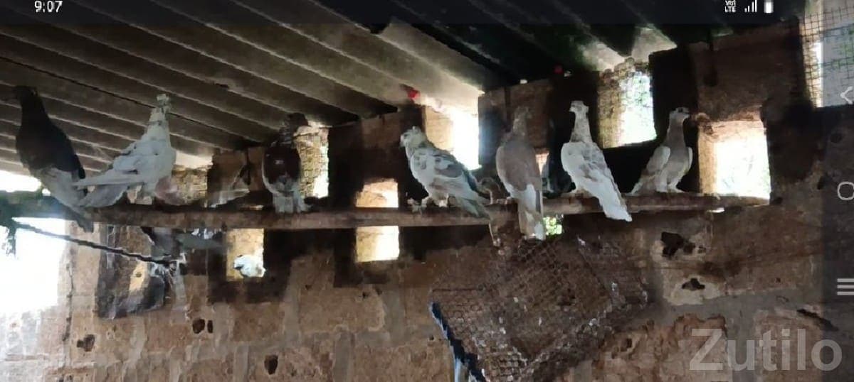 Pigeons and Hen with Cabin for Sale Pigeons and Hen with Cabin for Sale