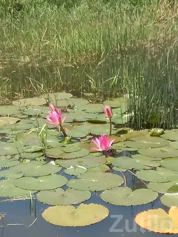 Madhuram Society 3 Room House for Sale Madhuram Society 3 Room House for Sale