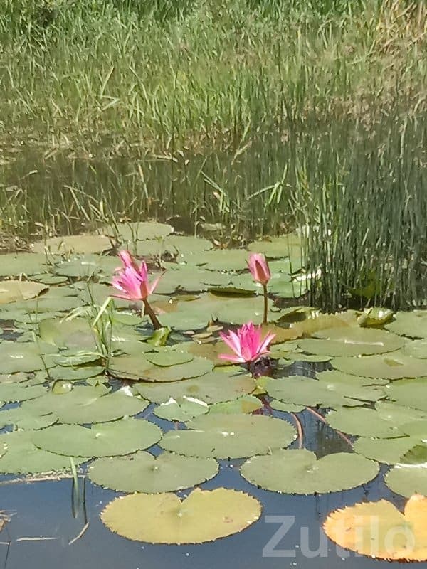 Madhuram Society 3 Room House for Sale Madhuram Society 3 Room House for Sale