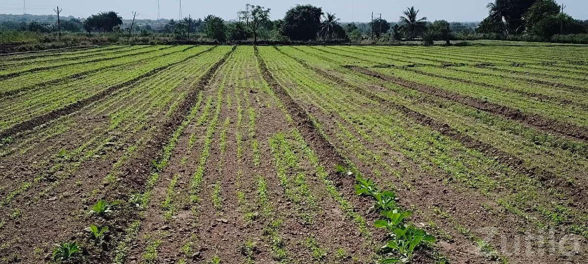 Corner Agricultural Plot for Sale in Bhanvad Corner Agricultural Plot for Sale in Bhanvad