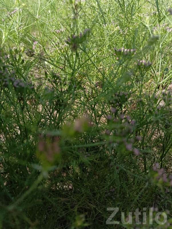 2 Room House / Plot for Sale Khambhalia 2 Room House / Plot for Sale Khambhalia