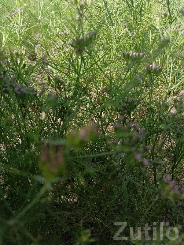 2 Room House / Plot for Sale Khambhalia - Land & Plots - Khambhalia - Image 1