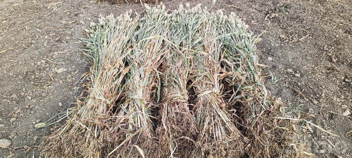 Fresh Jowar Fodder Bundles for Sale Fresh Jowar Fodder Bundles for Sale