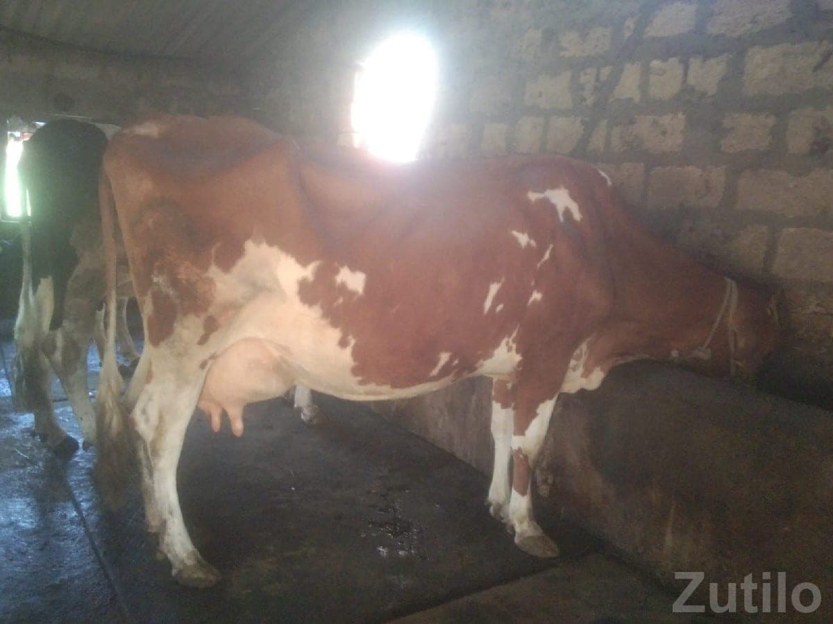 High Milk Yield Pregnant Cow for Sale High Milk Yield Pregnant Cow for Sale