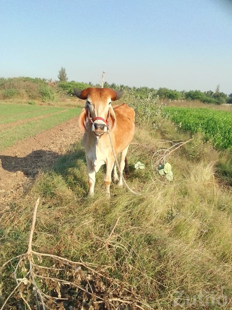 Young Bull Calf for Sale Young Bull Calf for Sale