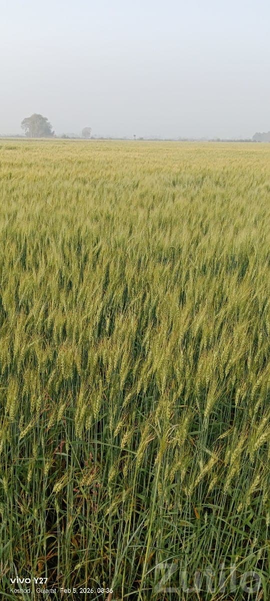 Agricultural Land for Cultivation Lease - Land & Plots - Keshod - Image 1