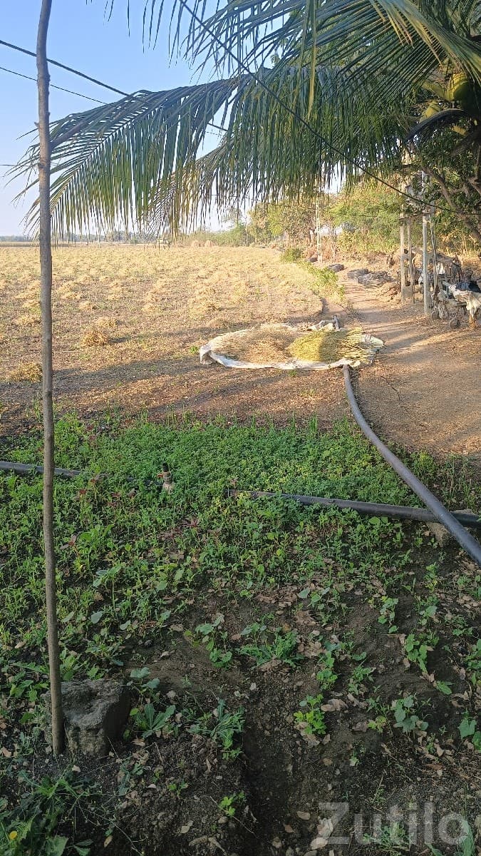 2 Bigha Agricultural Land for Lease 2 Bigha Agricultural Land for Lease