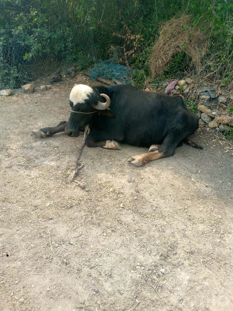 બે ગાઈ વેશવા ની બે ગાઈ વેશવા ની