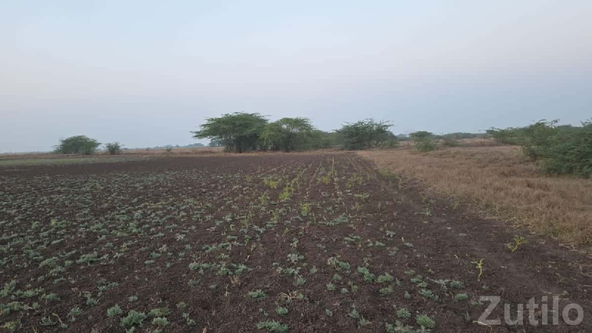Agricultural Land for Sale in Ranavav Agricultural Land for Sale in Ranavav