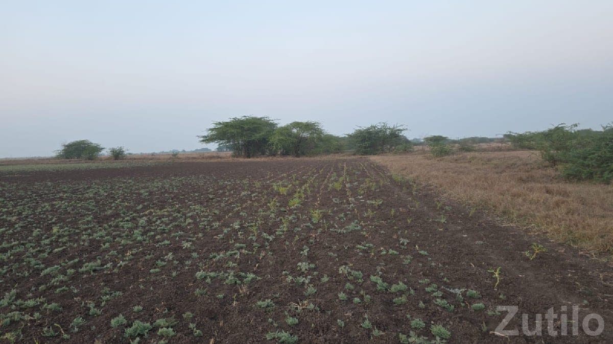 Agricultural Land for Sale in Ranavav - Land & Plots - Ranavav - Image 1
