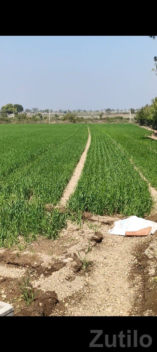 Agricultural Land for Sale Amreli Area - જમીન અને પ્લોટ - રાજુલા - Image 1