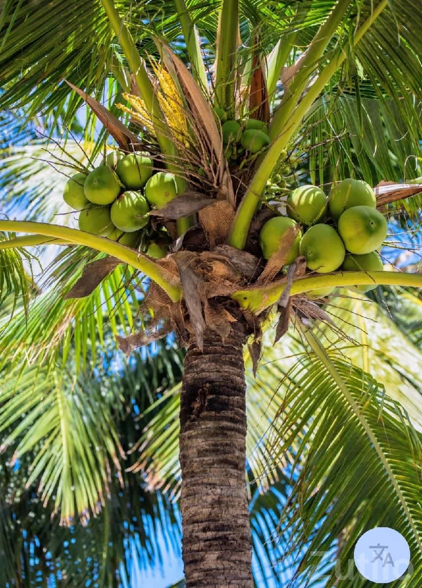 Coconut Orchard Available on Lease Coconut Orchard Available on Lease
