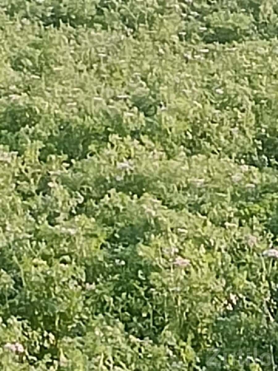 Agricultural Land for Sale in Junagadh Agricultural Land for Sale in Junagadh