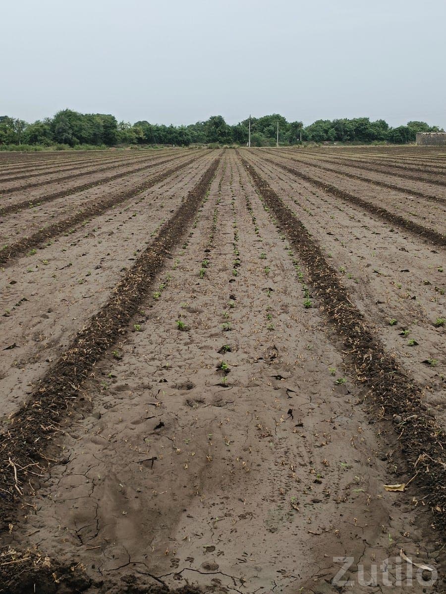 7 Bigha Agricultural Land for Sale 7 Bigha Agricultural Land for Sale