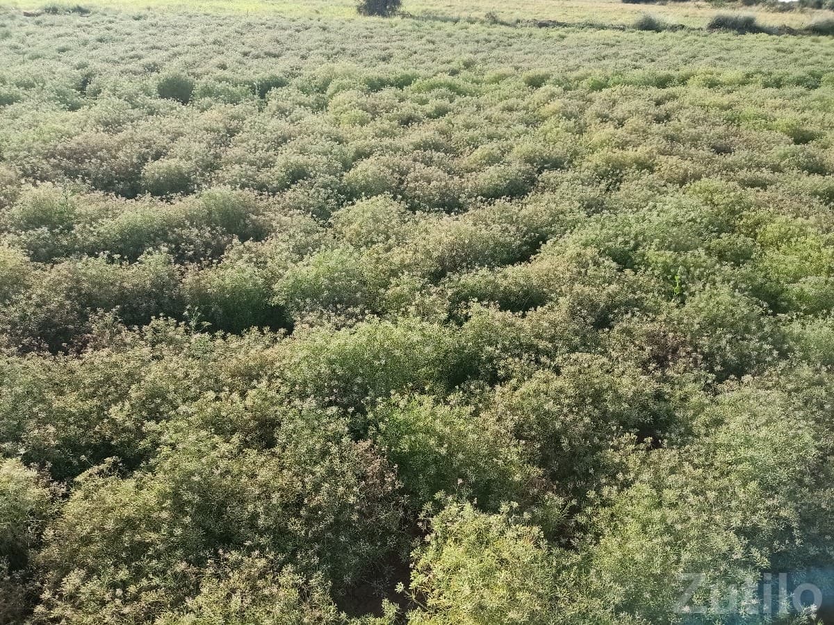 Agricultural Land for Sale in Kutch - Land & Plots - Rapar - Image 1