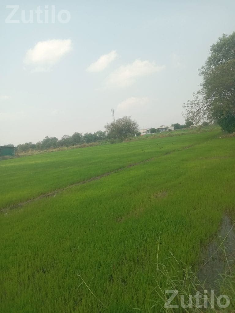 Rice Planting Labour Service Available Rice Planting Labour Service Available