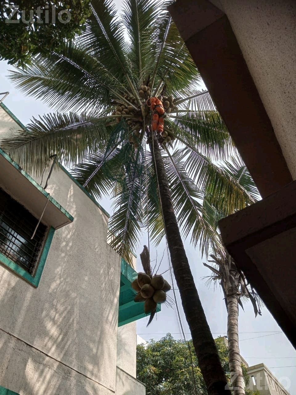 Coconut Tree Climbing and Cutting Service Coconut Tree Climbing and Cutting Service