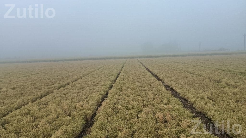 Agricultural Land Required on Lease Agreement Agricultural Land Required on Lease Agreement