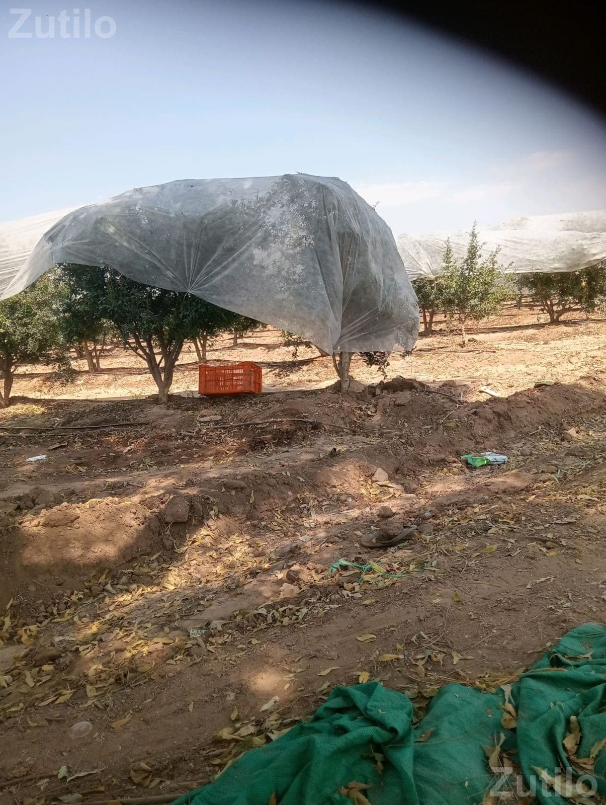 Orchard Land with Tree Net Cover Orchard Land with Tree Net Cover