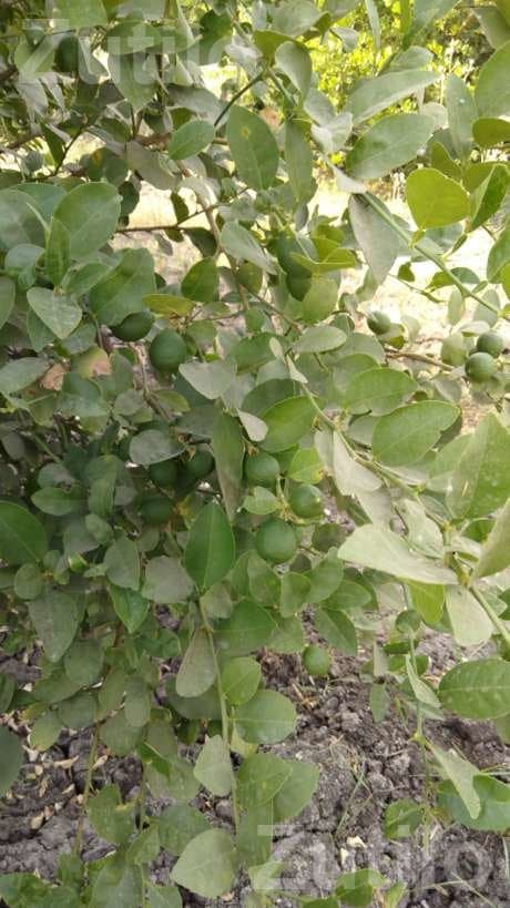 30 Vigha Lemon Orchard Land for Sale 30 Vigha Lemon Orchard Land for Sale