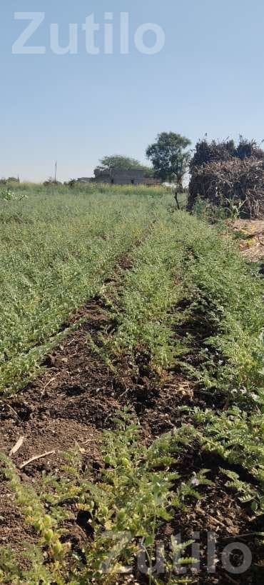 Agricultural Land with Green Gram Crop Agricultural Land with Green Gram Crop