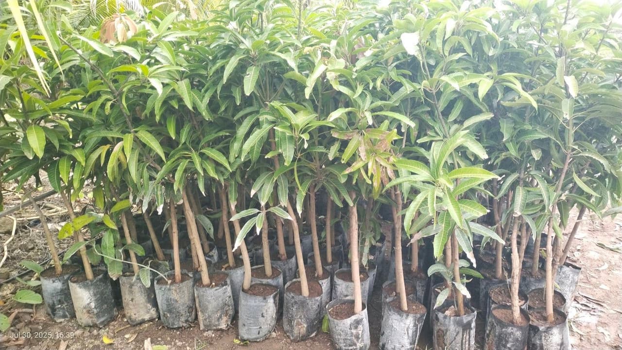 અમૃત બાગ નર્સરી અમૃત બાગ નર્સરી