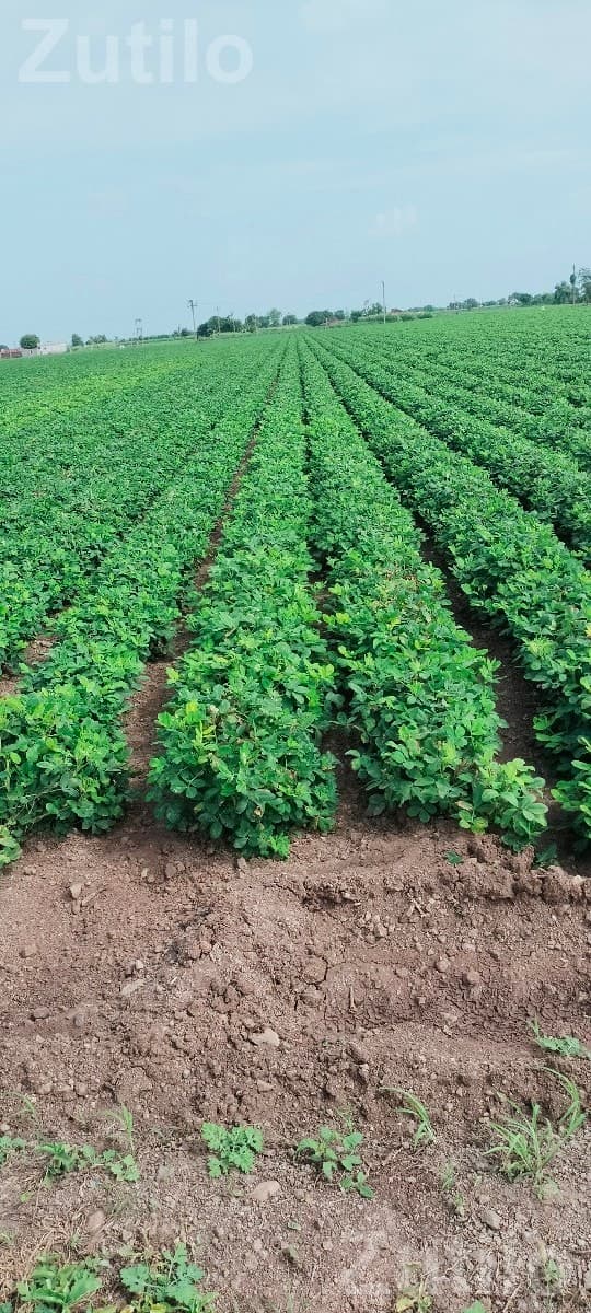 Agricultural Land Plot No. 66 for Sale Agricultural Land Plot No. 66 for Sale