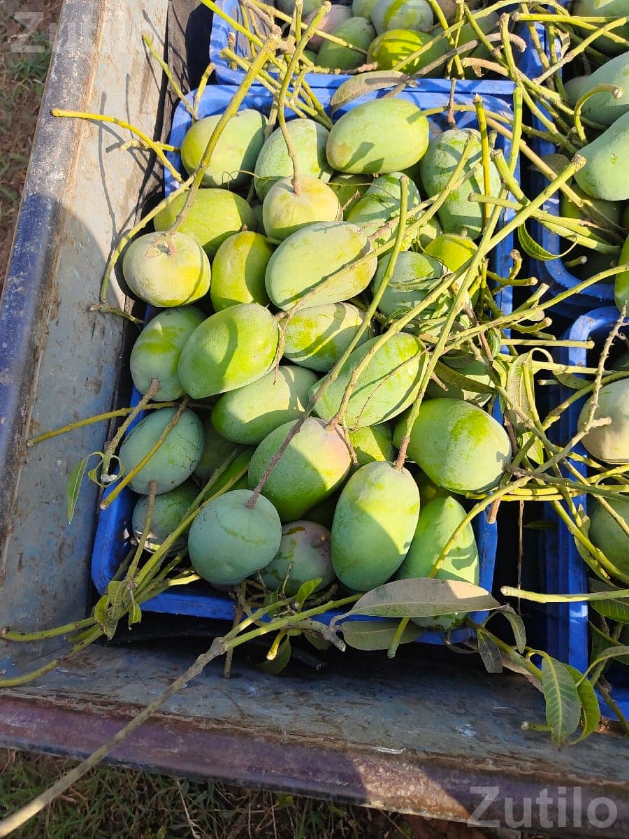 Kesar Mango Orchard Lease with 150 Trees Kesar Mango Orchard Lease with 150 Trees