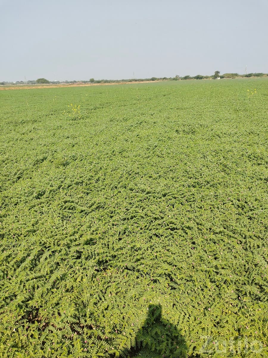 30 Vigha Farmland Plot for Sale Langad 30 Vigha Farmland Plot for Sale Langad