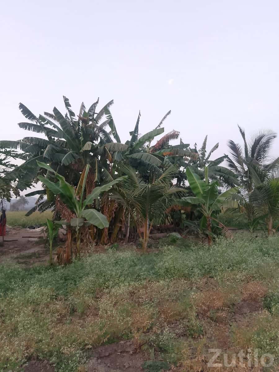 32 Bigha Irrigated Farm Land for Sale 32 Bigha Irrigated Farm Land for Sale