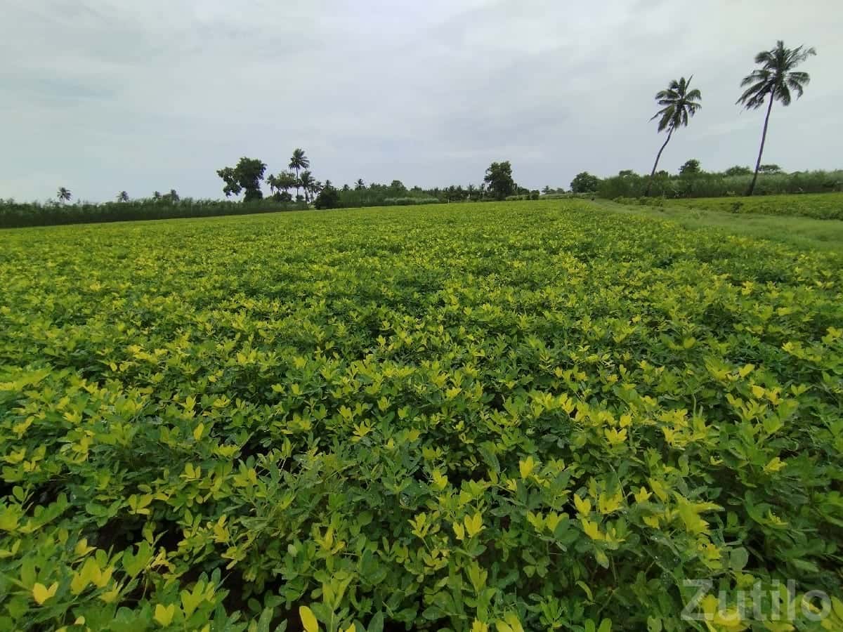 Green Agricultural Farm Land for Sale Green Agricultural Farm Land for Sale