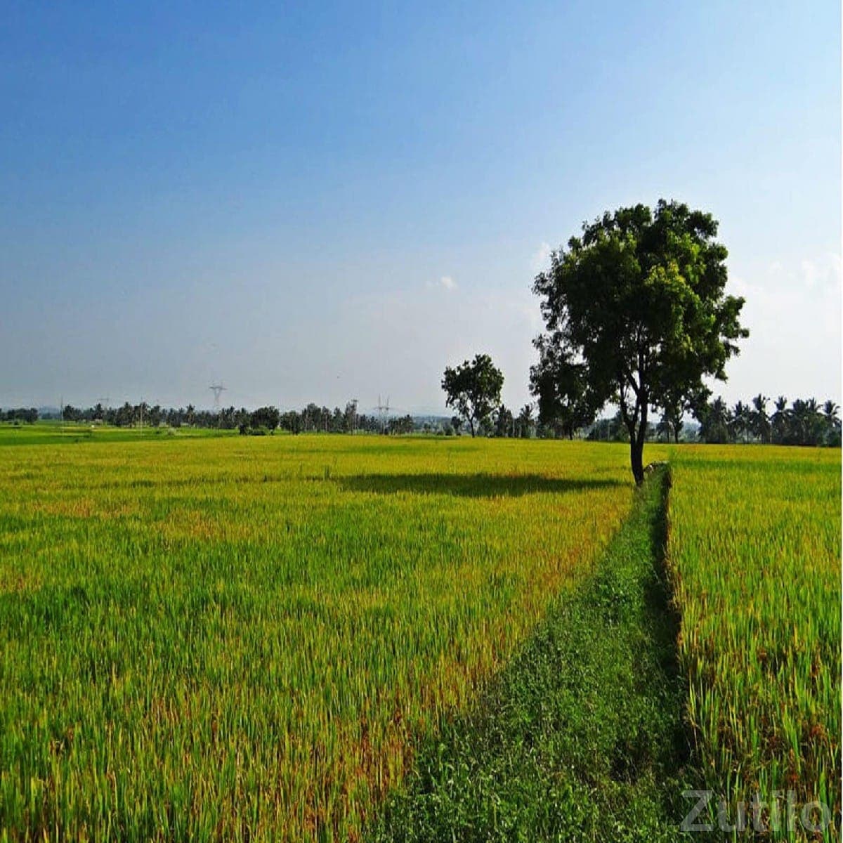 12 Bigha Agricultural Land for Sale 12 Bigha Agricultural Land for Sale