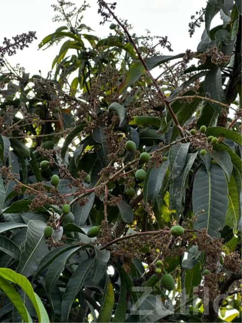 Mango Orchard Lease Available Bhavnagar Mango Orchard Lease Available Bhavnagar