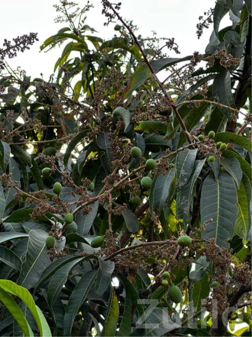 Mango Orchard Lease Available Bhavnagar Mango Orchard Lease Available Bhavnagar