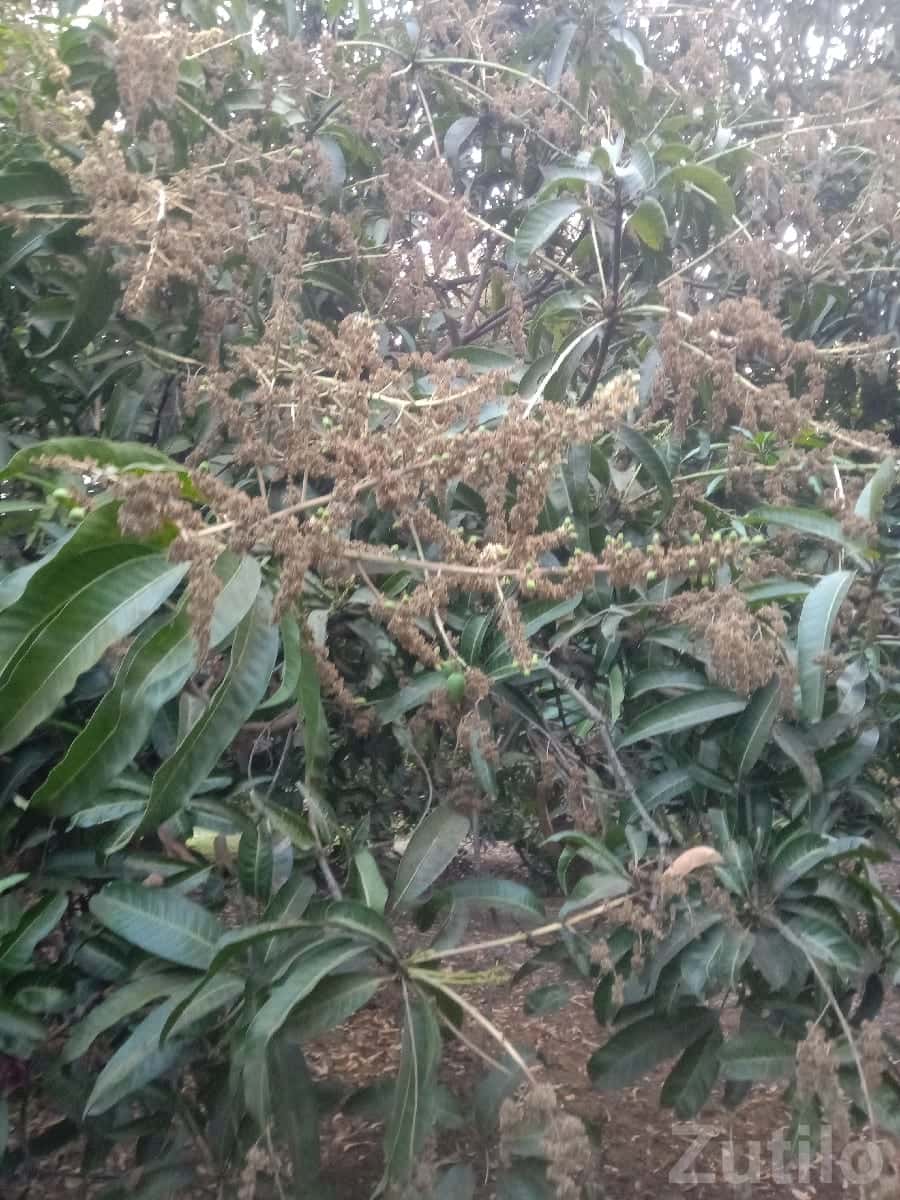 Kesar Mango Orchard Lease in Talala Kesar Mango Orchard Lease in Talala