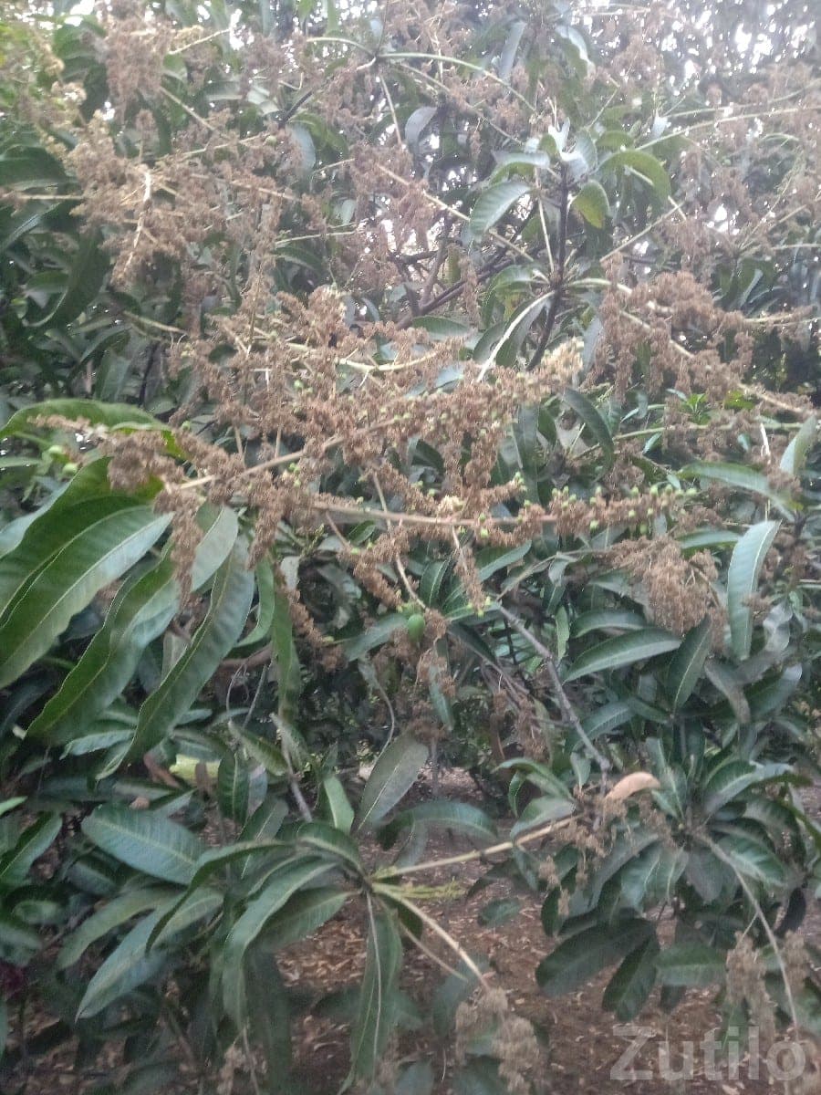 Kesar Mango Orchard Lease in Talala Kesar Mango Orchard Lease in Talala