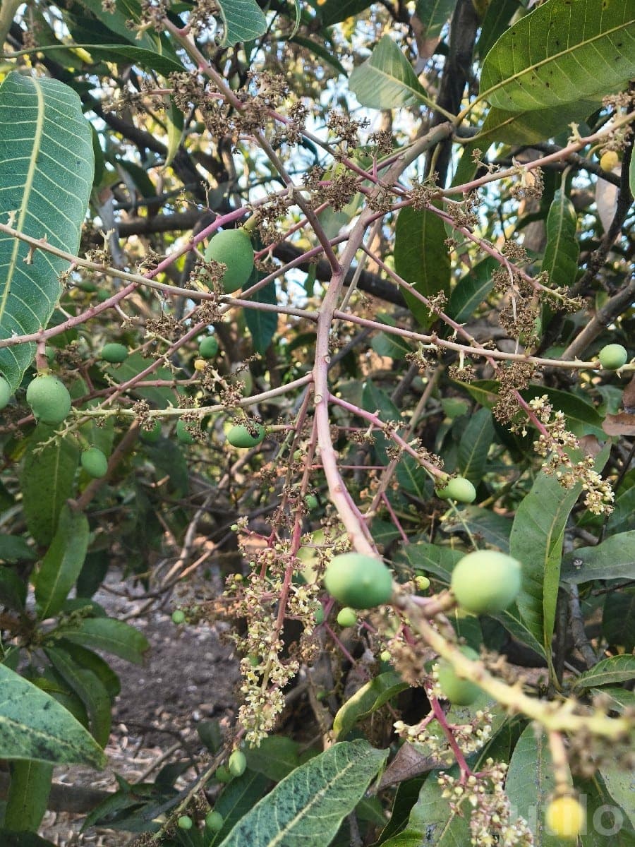 Mango Orchard Lease 15 Vigha, 250 Trees Mango Orchard Lease 15 Vigha, 250 Trees